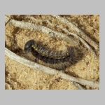 Ammophila sabulosa - Sandwespe 03k 19mm mit Clostera sp-Raupe.jpg